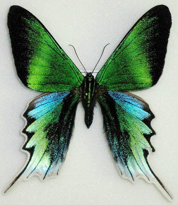 Urania leilus (aberration, FB-DB) (Internet Image property of respective owner, non-commercial use only)
